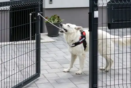 Binge-worthy shows: Service Dogs Who Steal the Screen