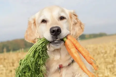Whole Foods for Dogs: Why Nutrition Matters More Than We Think