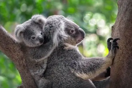 Comfort in Cuteness: How Animal Pictures Can Brighten Your Mood