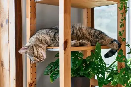 Sustainable Cat Litter That Actually Works (Even with 3 Cats)