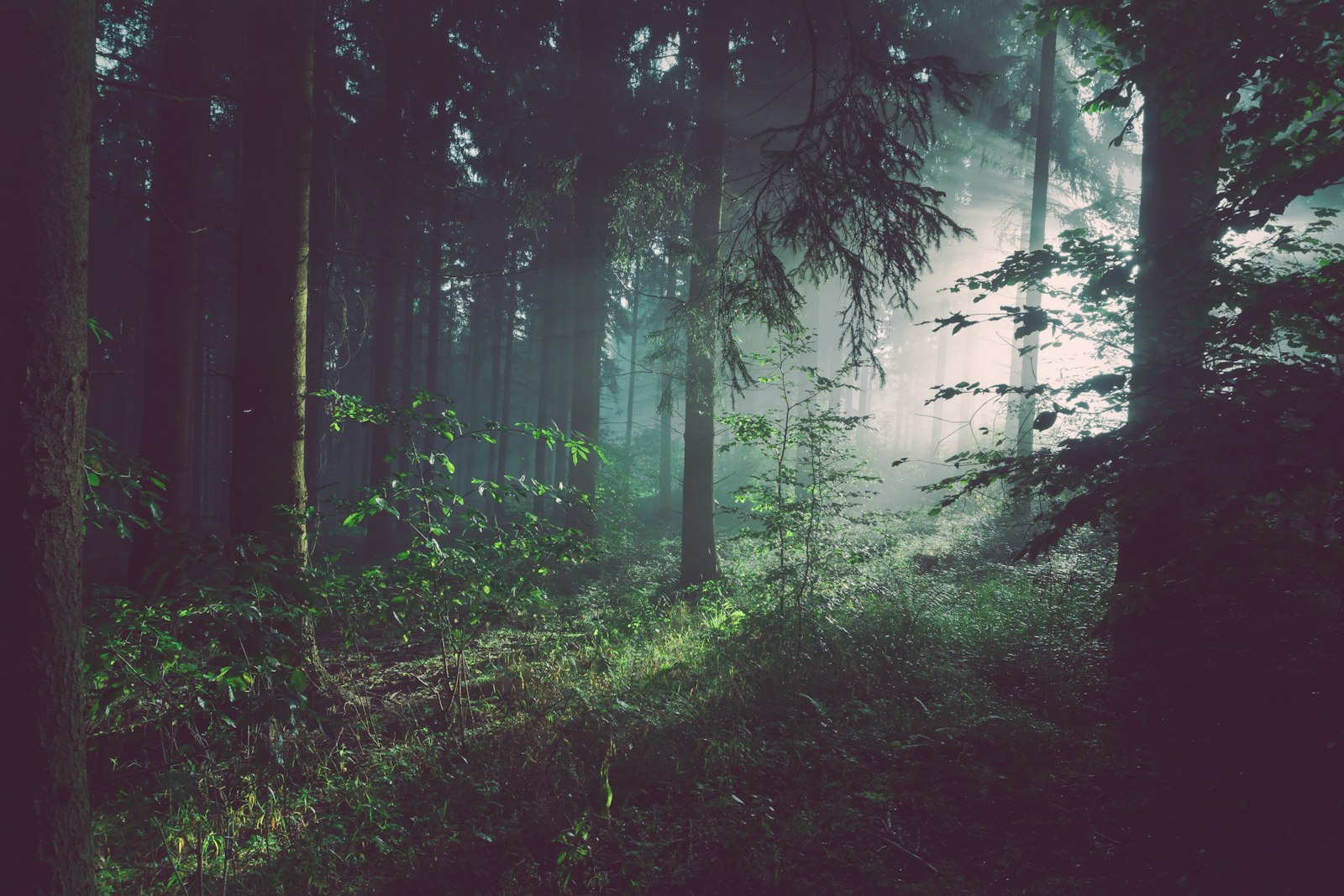 Forest Bathing at a Michigan State Park: My First-Timer’s Trip Report