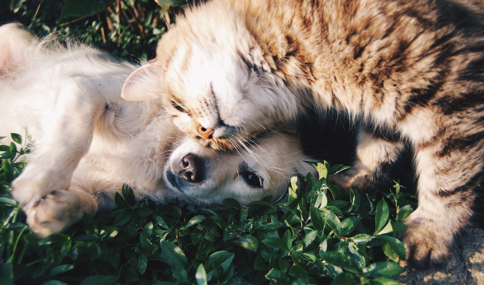 My Senior Dog Caregiver Survival Kit (Year Two of Daily Medications)