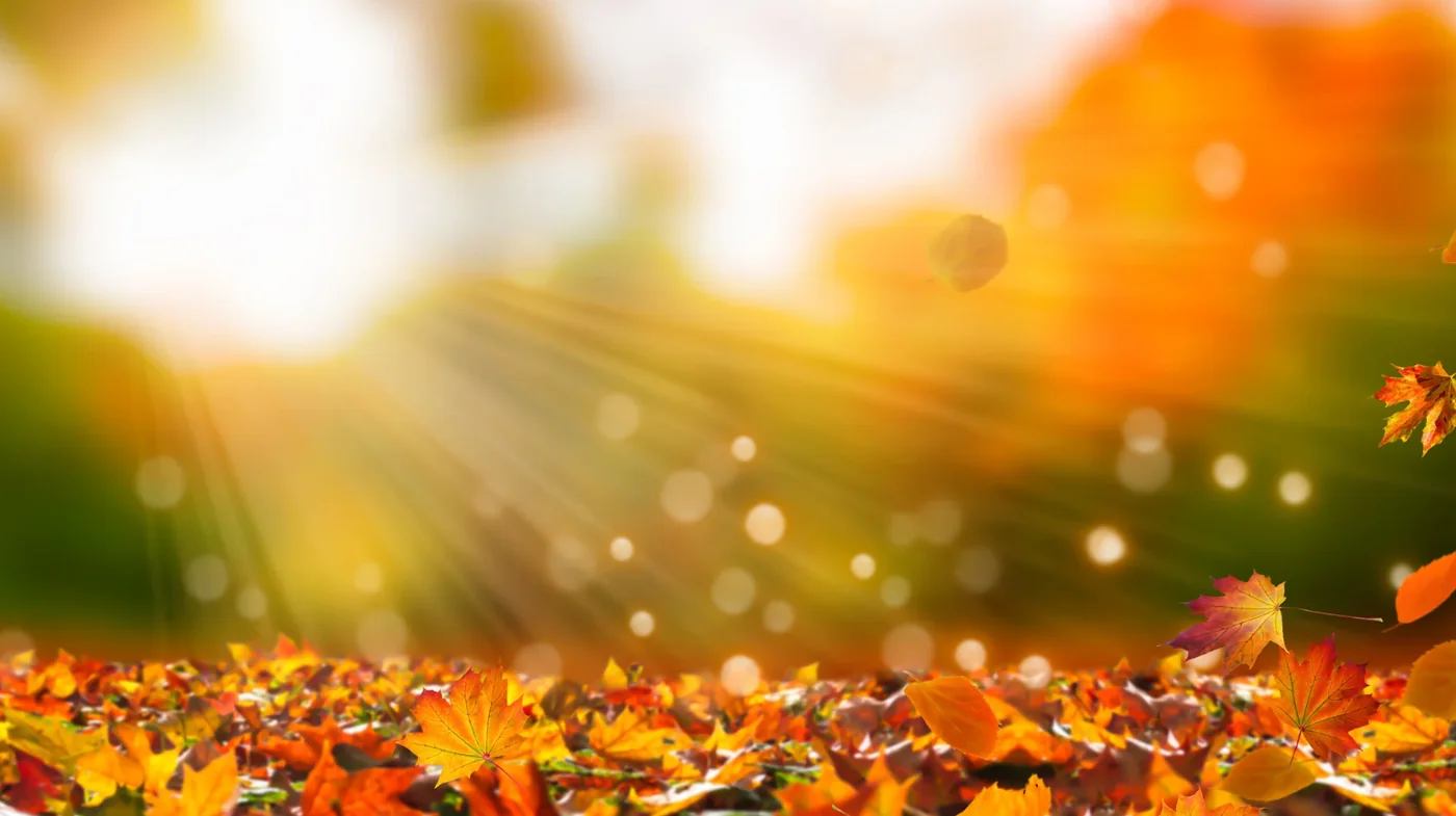 Autumn leaves cover the ground with warm sunlight streaming through trees in the background.
