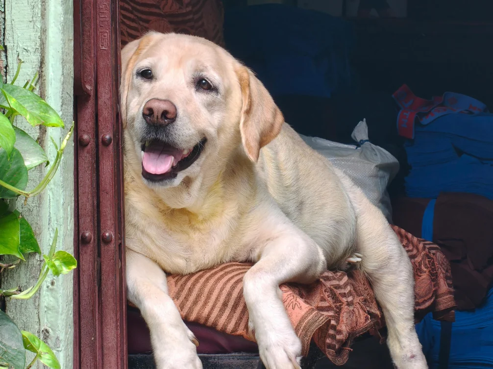 Golden Labrador resting on a brown blanket at a doorway, tongue out and smiling.